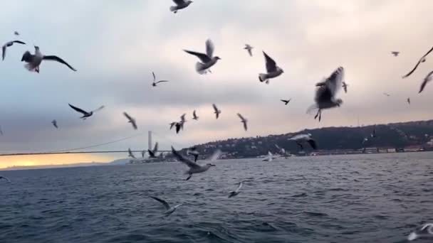 Flock Hungry Seagulls Flock Seagulls Flies Water Search Food Flock — Stock Video