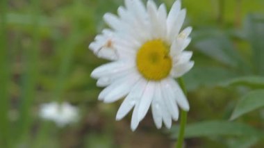 Papatya çayı yakın plan. Papatya çiçekleri kapanıyor. Güzel papatya çiçeği yakın plan.