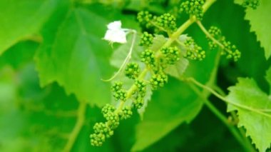 Flowering grapes close-up. How grapes bloom. Vine flowers close-up.