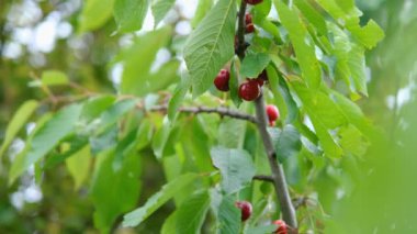 Bir dalda kiraz. Ağaçta olgun kirazlar. Tatlı kırmızı kiraz.