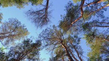 Aşağıdan çam ağaçlarının manzarası. Çamların arasından gökyüzüne bak. Gökyüzüne karşı çam ağaçları. Ormanın dalları arasından gökyüzüne bak..