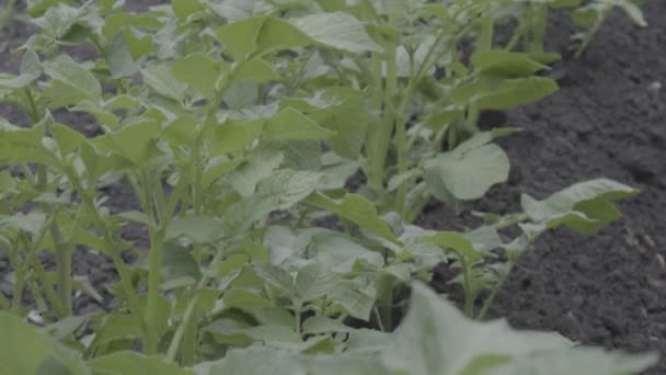 Arbustos Batata Jardim Fileiras Arbustos Batata Cultivo Batatas — Vídeo de Stock