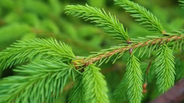 Young Spruce Branches Young Pine Branches Spring Young Pine Branches — Stock Video