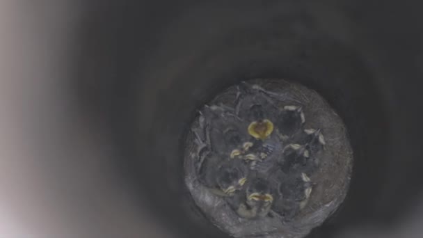 巣の中で雛を飲み込む 巣の中の若い雛 巣の中の食べ物を待っているのをチェックします 巣の中のツバメの雛 — ストック動画