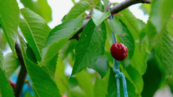 樱桃在树枝上 成熟的樱桃在树上 甜红樱桃 — 图库视频影像