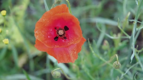 Flowering Poppy Close Poppy Flower Close Poppy Blossom Drops Close — Stock Video
