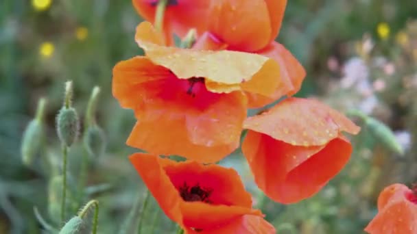 Ανθισμένη Παπαρούνα Από Κοντά Πόπι Λουλούδι Από Κοντά Ανθός Παπαρούνας — Αρχείο Βίντεο