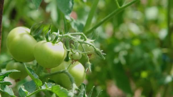 花园里的绿色西红柿 西红柿的果实在灌木丛中歌唱 布什与绿色西红柿 种植有机食品 — 图库视频影像