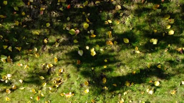 Gula Blad Grönt Gräs Höstens Bakgrund Höstlöv Grönt Gräs Solstrålar — Stockvideo
