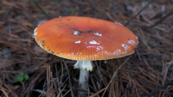 Amanita Muscaria Champignon Toxique Dans Nature Mouche Agarique Forêt — Video