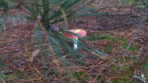Amanita Muscaria Giftiger Pilz Der Natur Fliegenpilz Wald — Stockvideo