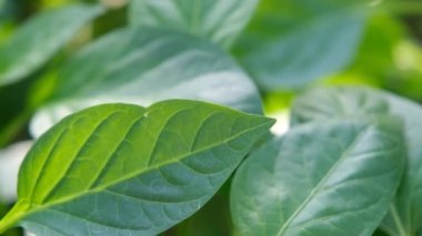 Yeşil biber yaprakları yakın plan. Paprika filizleri yakın plan. Tatlı biber tohumları. Tatlı biber tohumları yakın plan..