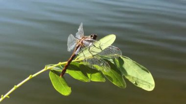 Daldaki güzel yusufçuk. Vahşi yaşam. Yusufçuk kanatlarını kurutur..
