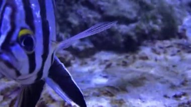 Akvaryumdaki egzotik balık sürüsü. Mercan resifinde çizgili balık. Çizgili akvaryum balığı.