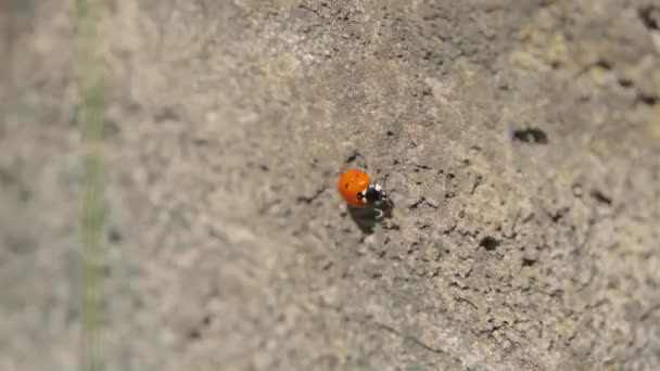 Ladybug Close Beautiful Bright Insect — Video