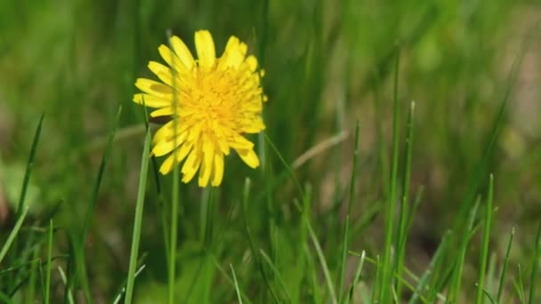 緑の草のタンポポ 緑の草の中に黄色のタンポポ 緑の草の中のタンポポ — ストック動画