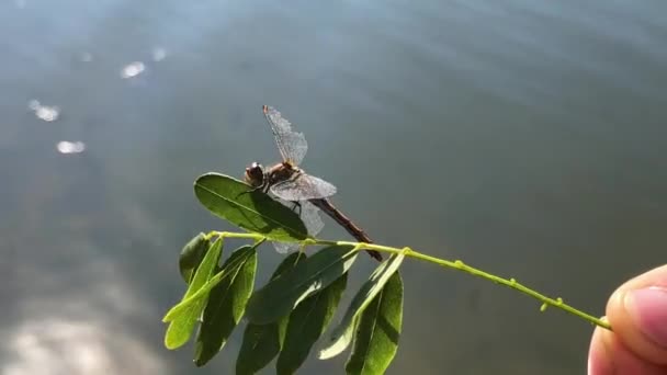 美丽的蜻蜓在树枝上的特写 野生动物 蜻蜓把翅膀弄干了 — 图库视频影像