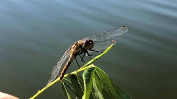 Dragonfly Close Libélula Ramo Árvore Close Homem Segurando Uma Libélula — Vídeo de Stock