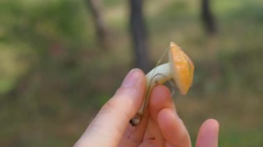 Forest edible mushroom. forest mushroom in hand. Young mushroom in hand.