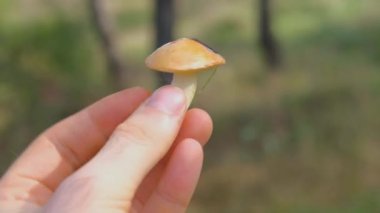 Forest edible mushroom. forest mushroom in hand. Young mushroom in hand.