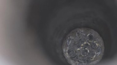 The chicks sleep in the nest. Young beautiful chicks in the nest. Swallow chicks.