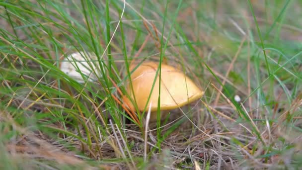 Forest Edible Mushroom Forest Mushroom Hand Young Mushroom Hand — Stock video