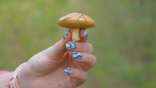 Forest Edible Mushroom Forest Mushroom Hand Young Mushroom Hand — Stock Video