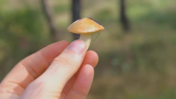 Forest Edible Mushroom Forest Mushroom Hand Young Mushroom Hand — Stock videók