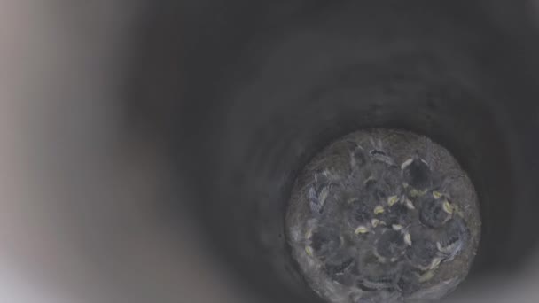 雛たちは巣の中で寝ている 巣の中の若い美しい雛 ツバメの雛 — ストック動画