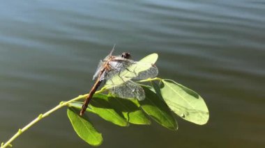 Yusufçuk yakın plan. Bir ağaç dalında yusufçuk. Bir dalda yusufçuk tutan bir adam..