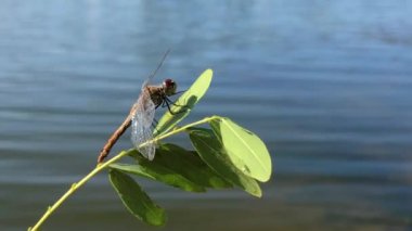 Yusufçuk yakın plan. Bir ağaç dalında yusufçuk. Bir dalda yusufçuk tutan bir adam..