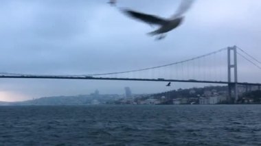 Martılar Boğaz 'da uçar. Aç bir martı sürüsü yiyecek aramak için uçar. İstanbul 'da feribotun yanında bir martı sürüsü uçuyor..