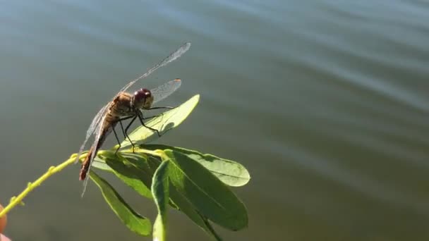 蜻蜓特写 蜻蜓在树枝上的特写 在特写的树枝上抱着蜻蜓的人 — 图库视频影像
