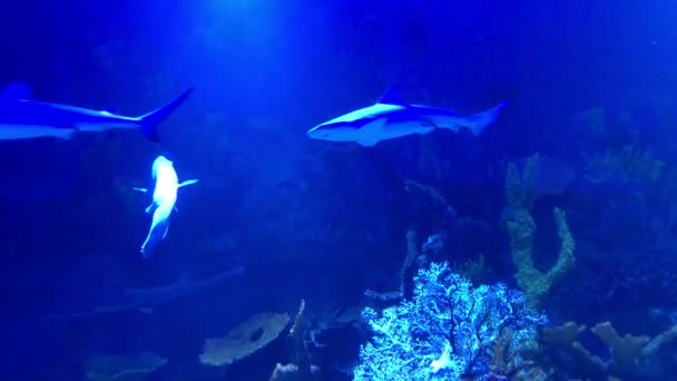 Зграя Акул Плаває Океані Група Акул Під Водою Акула Плаває — стокове відео