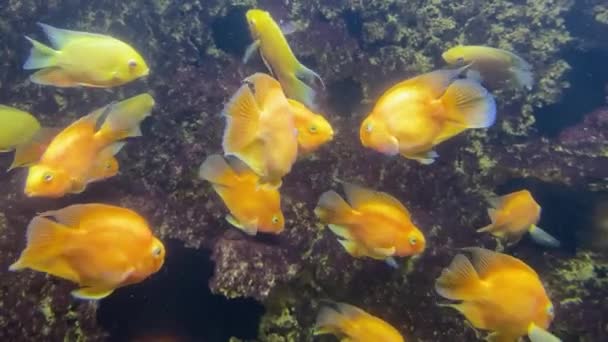 Guldfiskar Närbild Flock Guldfiskar Ett Korallrev Massor Guldfiskar Guldfiskar Simmar — Stockvideo