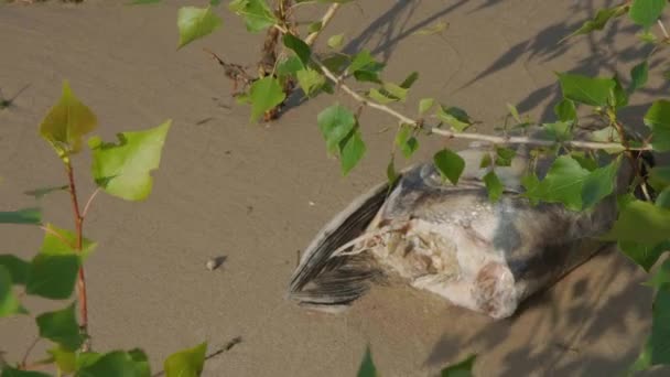 Мертвая Рыба Пляже Рыба Разлагается Песчаном Берегу Мертвая Рыба Пляже — стоковое видео