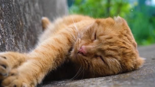 Kucing Merah Tidur Dengan Senang Hati Kucing Merah Close Kucing — Stok Video