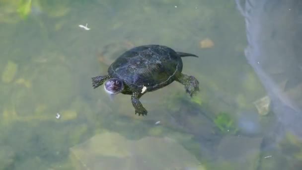 Tortuga Nada Lago Primer Plano Tortuga Tortuga Agua Dulce — Vídeo de stock