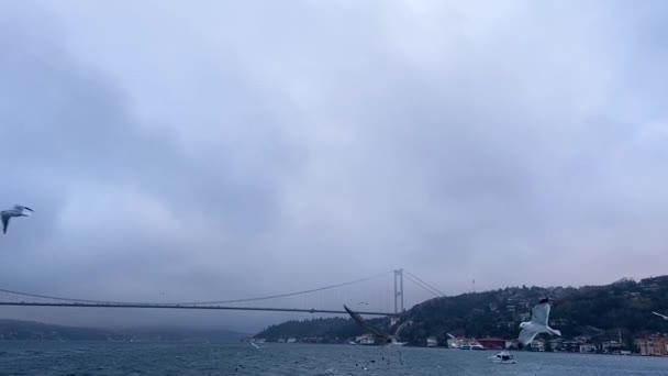 海鸥在博斯普鲁斯海峡中飞翔 一群饥饿的海鸥飞来飞去寻找食物 在伊斯坦布尔 一群海鸥在渡口附近飞翔 — 图库视频影像
