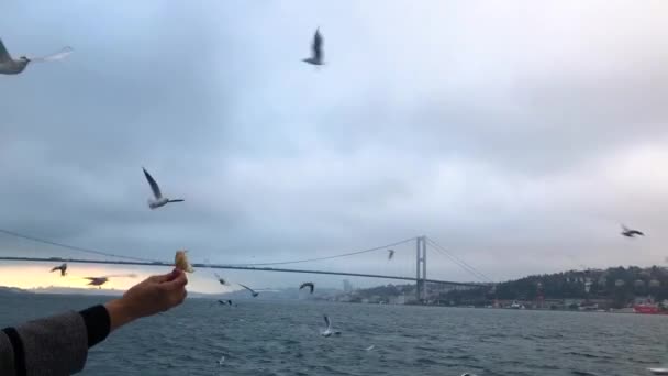 カモメはボスポラスに飛びます 空腹のカモメの群れが食べ物を求めて飛び立つ イスタンブールのフェリーの近くでカモメの群れが飛びます — ストック動画