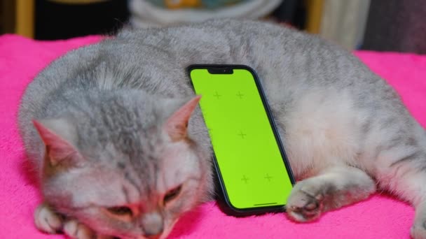 Greenscreen Phone Phone Green Screen Cat Phone Screen Replacement Template — Vídeo de Stock