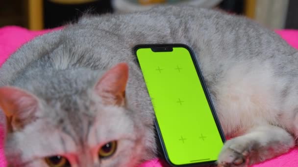 Greenscreen Phone Phone Green Screen Cat Phone Screen Replacement Template — Vídeo de Stock