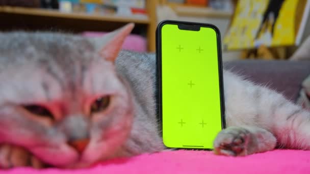 Зелений Екран Телефон Телефон Зелений Екран Кіт Шаблон Заміни Екрана — стокове відео