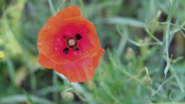 Çiçekli haşhaş yakın plan. Haşhaş çiçeği yakın plan. Çiçek açan gelincik damlaları..