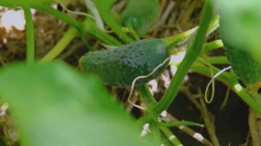 Bahçede salatalık. Serada olgun bir salatalık. Büyüyen salatalıklar.