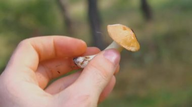 Forest edible mushroom. forest mushroom in hand. Young mushroom in hand.