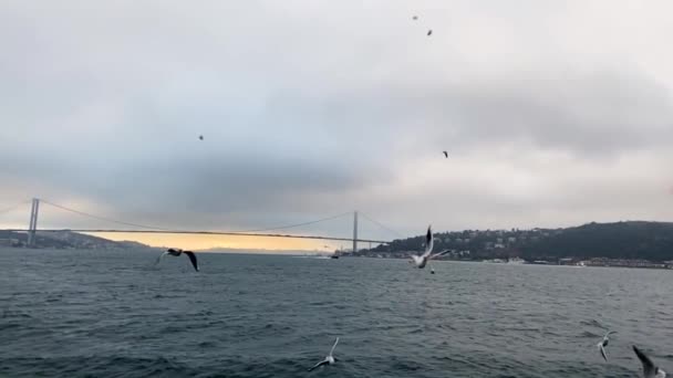 갈매기는 보스포루스 다닙니다 배고픈 갈매기 먹이를 날아다닌다 이스탄불에 나룻배 근처를 — 비디오