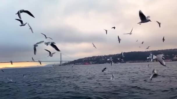 Sirályok Repülnek Boszporuszban Egy Csapat Éhes Sirály Repül Élelmet Keresni — Stock videók