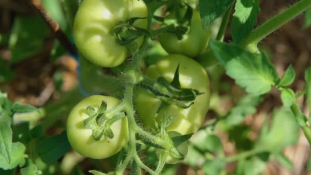 花园里的绿色西红柿 西红柿的果实在灌木丛中歌唱 布什与绿色西红柿 种植有机食品 — 图库视频影像