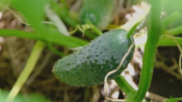 Bahçede Salatalık Serada Olgun Bir Salatalık Büyüyen Salatalıklar — Stok video